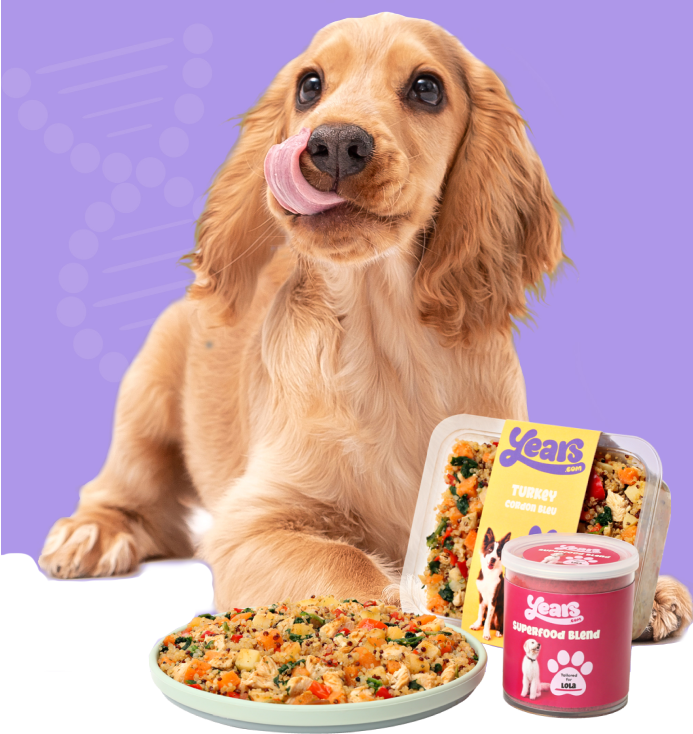 long hair spaniel patiently waiting for freshly cooked dog meal and supplement