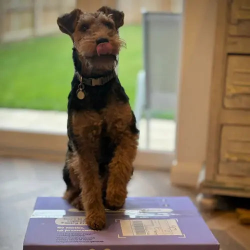 fox terrier on a years box