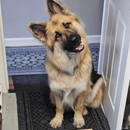 German Shepherd in door
