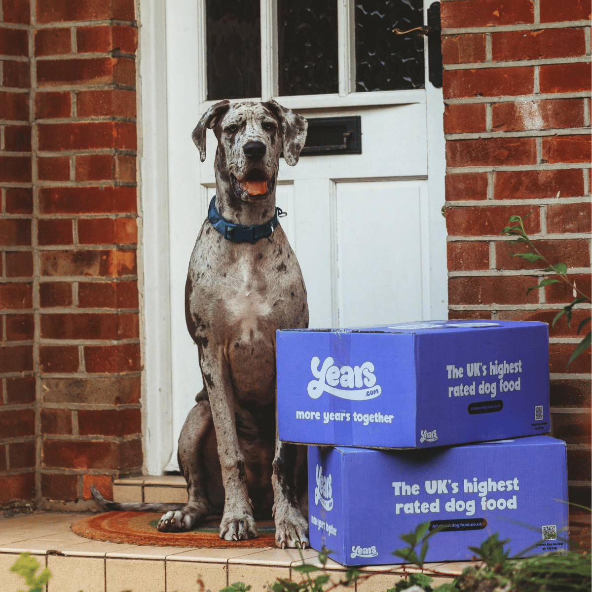 Giant Breed Dog Food