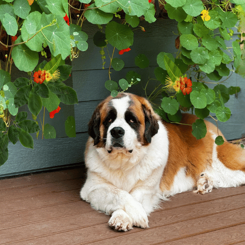 St Bernard on deck