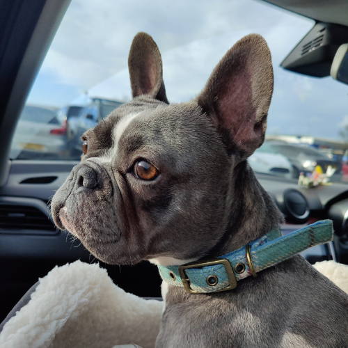 Grey pug in car