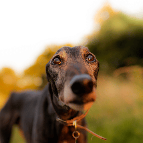 Greyhound at sunset