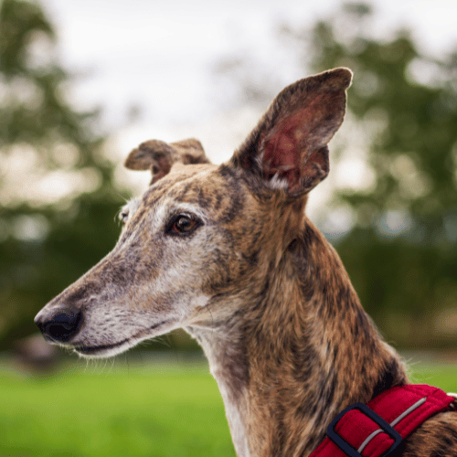 greyhound head