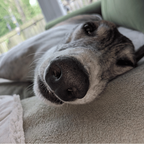greyhound on sofa