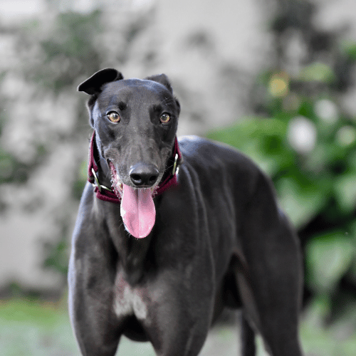 greyhound panting