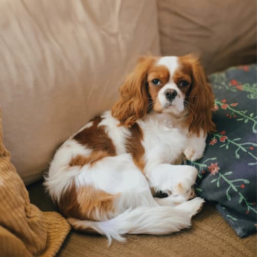King Charles Spaniel on the sofa