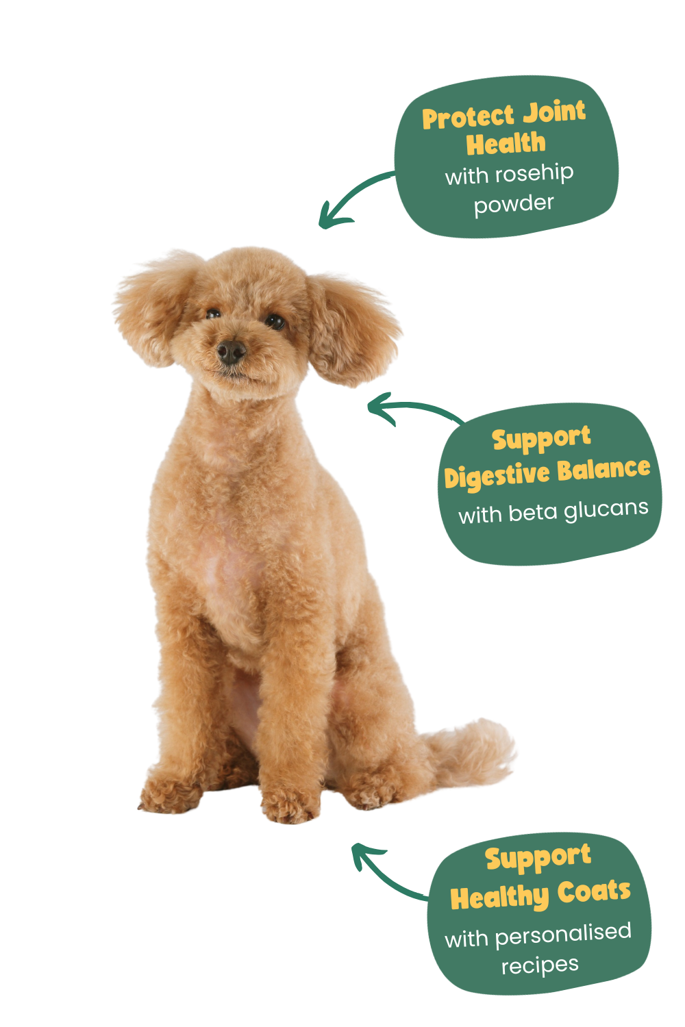 health benefits of Years for a poodle