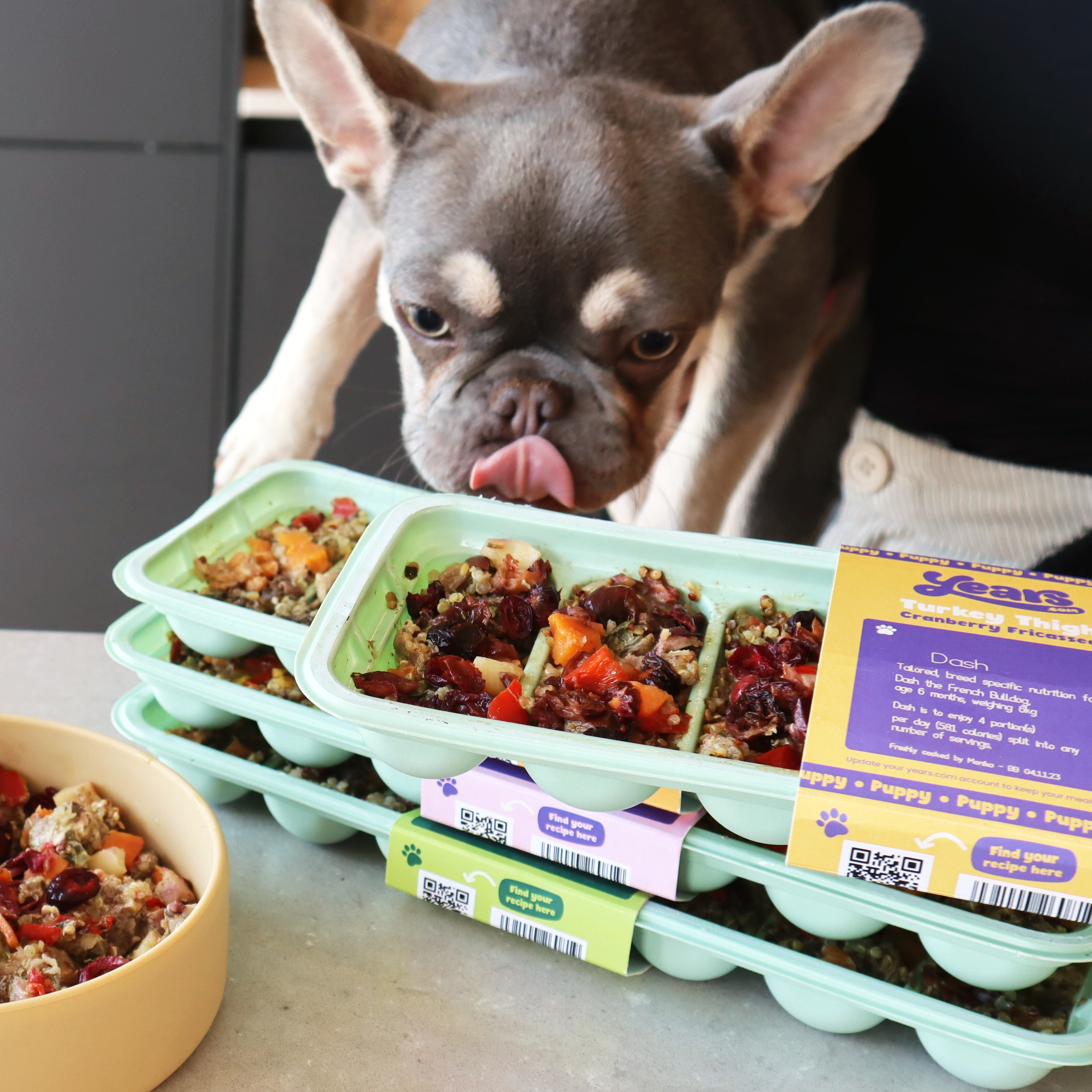 puppy pug eating personalised hypoallergic fresh dog food