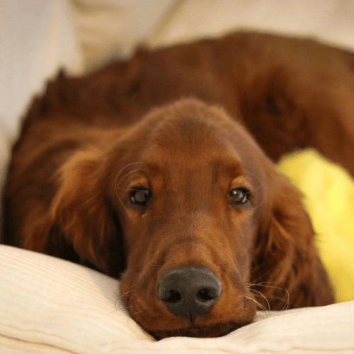 Irish Setter on sofa