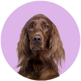 Irish Setter profile picture