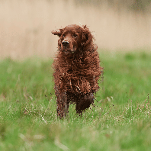 Irish Setter running 