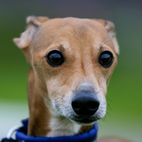 Italian Greyhound face