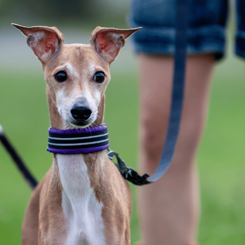 Italian Greyhound on lead