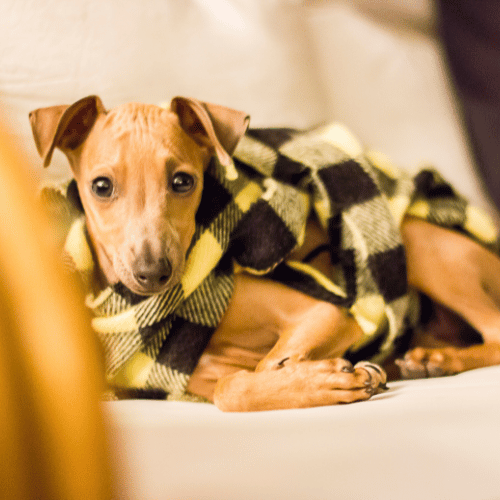 Italian Greyhound puppy