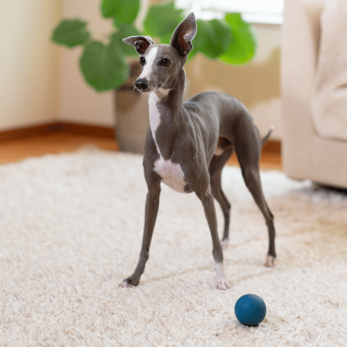 Italian Greyhound with a ball