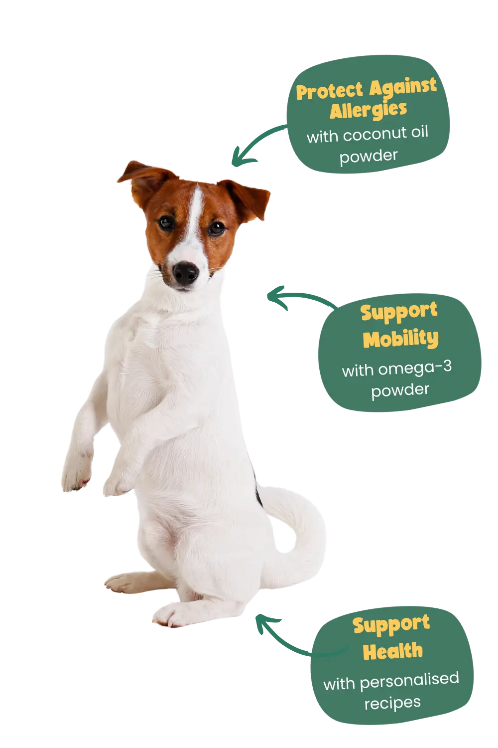 health benefits of Years for Jack Russell Terrier