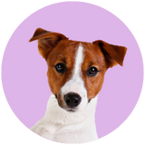 Jack Russell profile picture