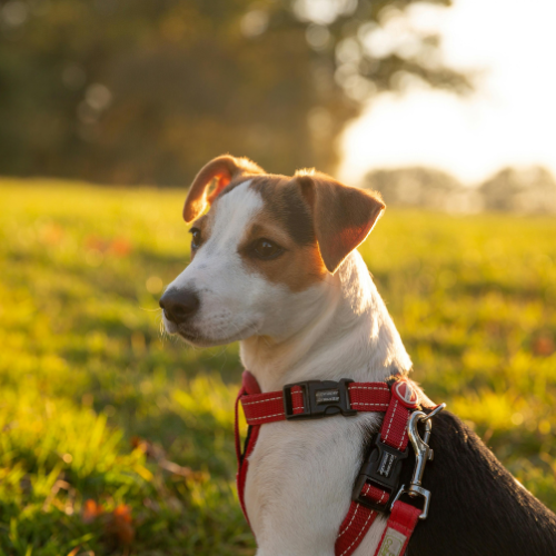 jack russell terrier in sunshine