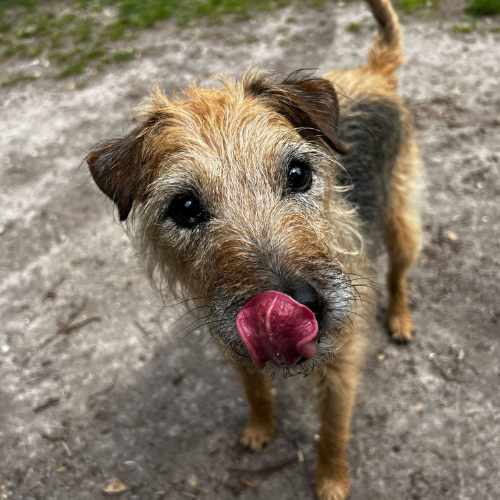 Jack Russell Terrier licking nose