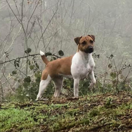 jack russell terrier on hill