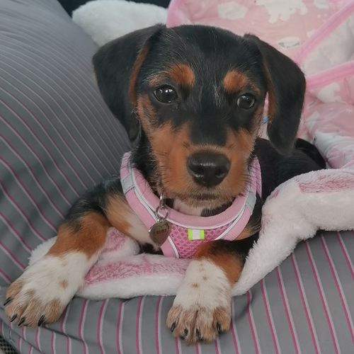jack russell terrier puppy