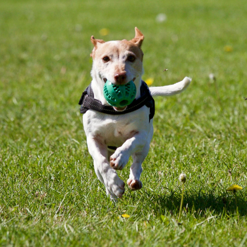 Jack russell terrier with a ball