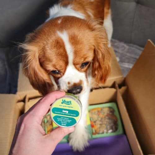 King Charles Spaniel breed health plus supplement