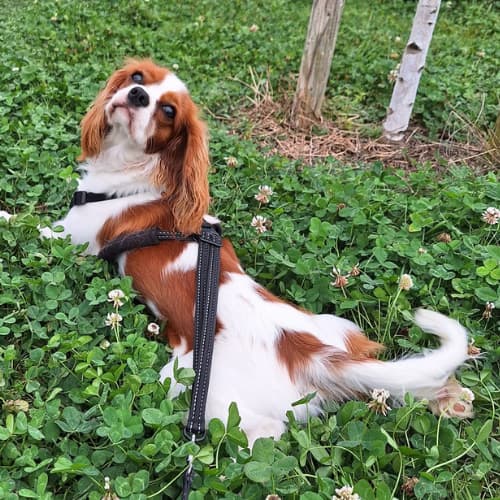 King Charles Spaniel in the grass