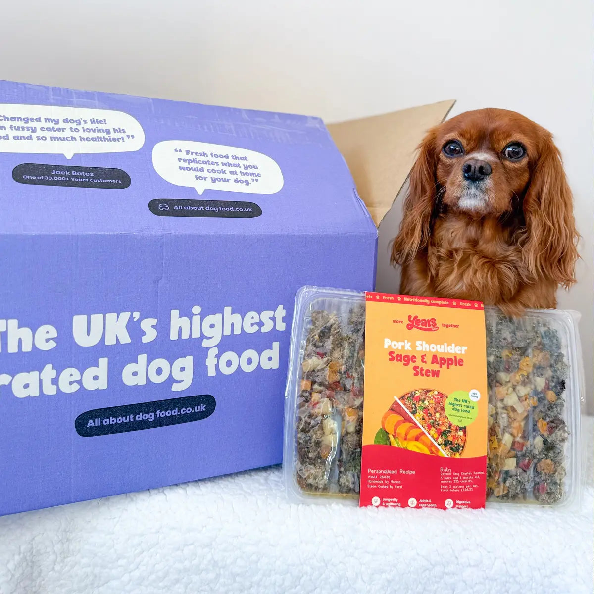 king charles spaniel with Years dog food