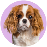 King Charles Spaniel profile