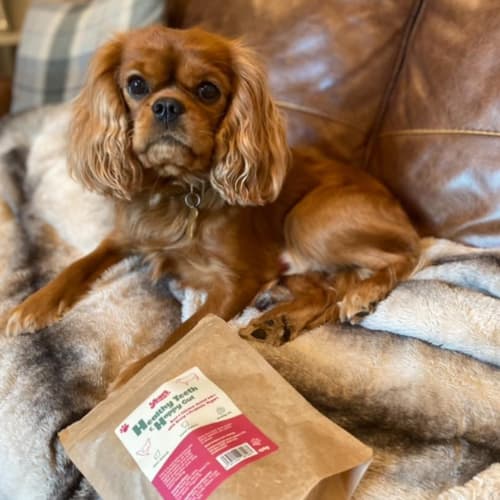 King Charles Spaniel with Years treats