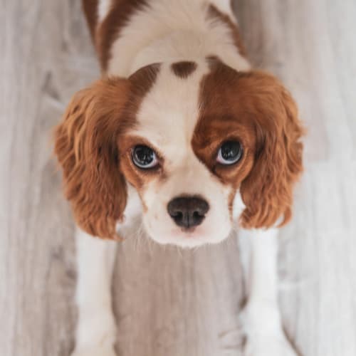 King Charles Spaniel on a wooden floor