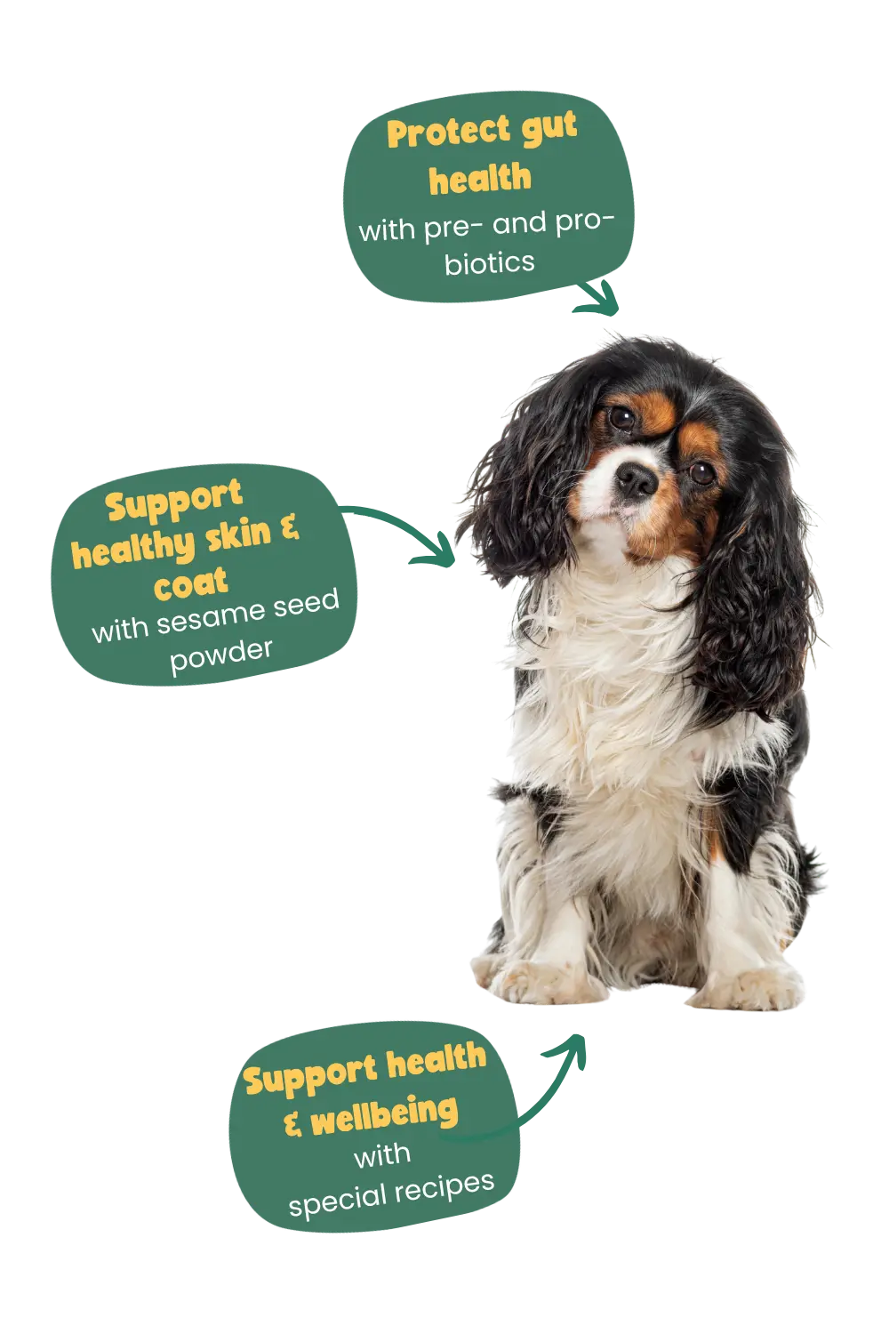 benefits of Years for a King Charles Spaniel