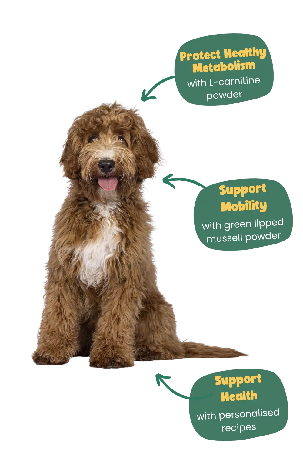 Labradoodle health benefits on Years