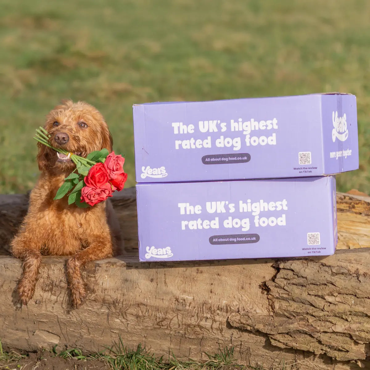 Labradoodle on Years boxes with roses