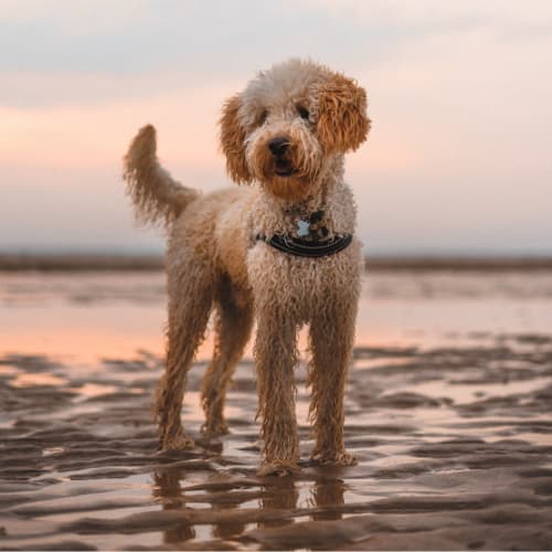 labradoodle on the beach