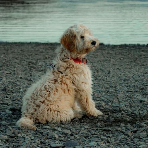 labradoodle on a pebble beach