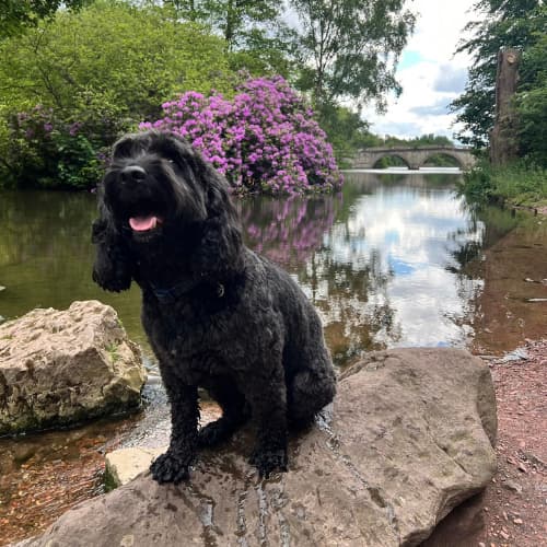 labradoodle sitting on a rock next to a lake