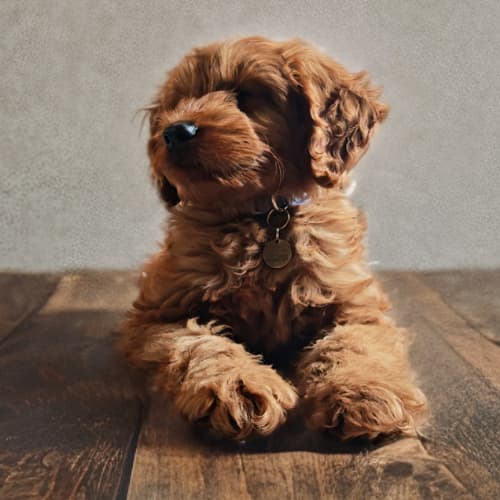 labradoodle puppy on a wood floor