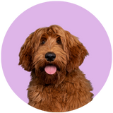 tailored to your labradoodle