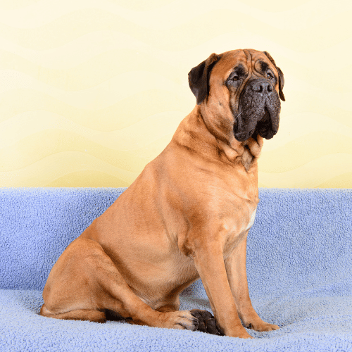 large mastiff on sofa