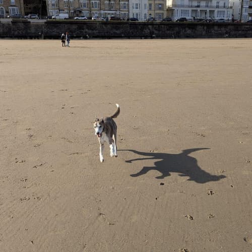 lurcher on beach