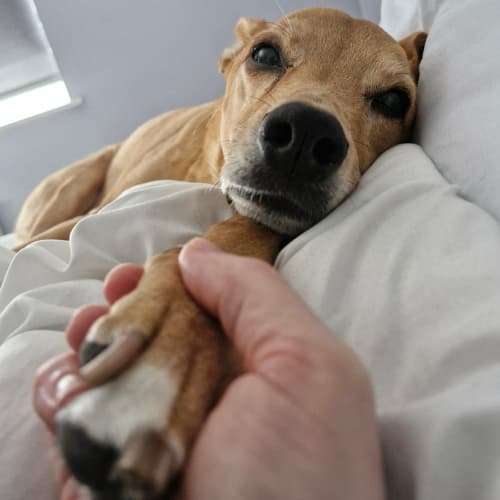 lurcher on bed