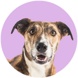 Lurcher profile picture