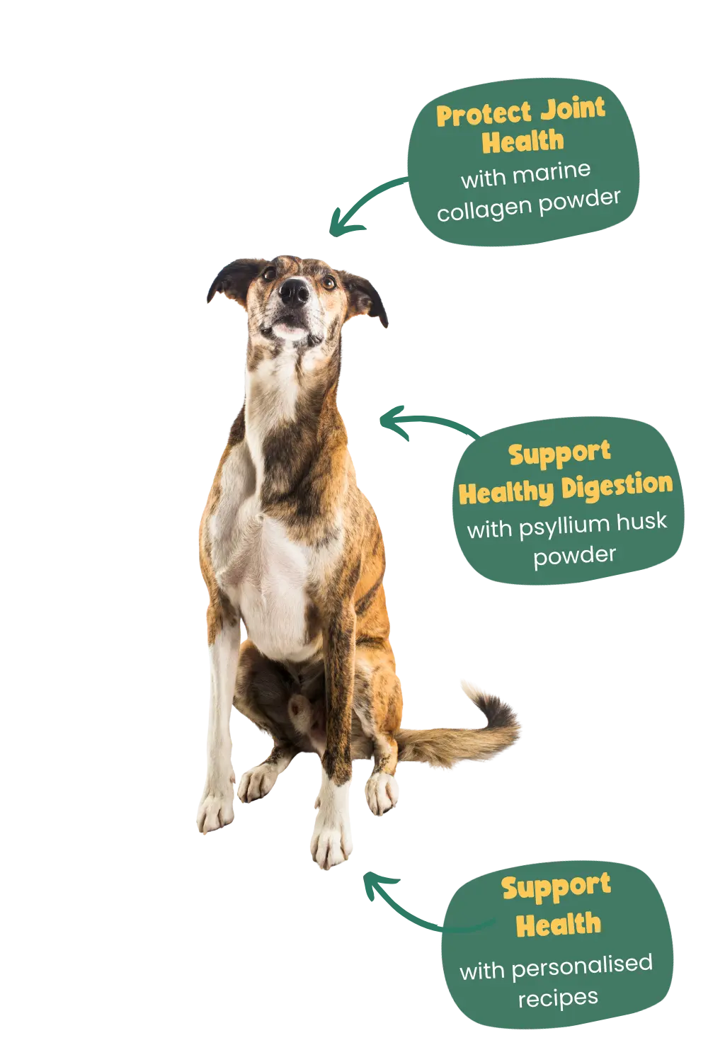 lurcher health benefits with Years