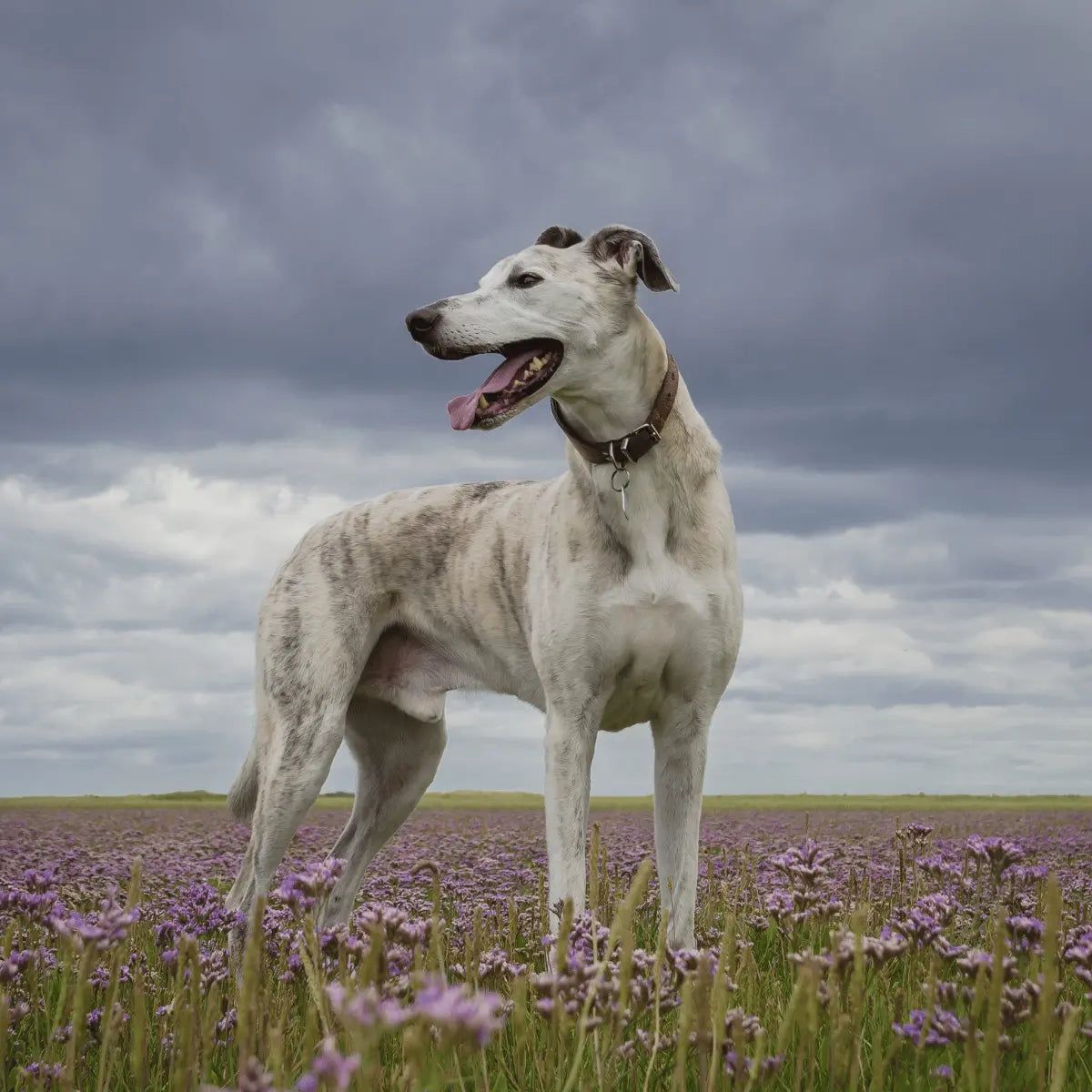 Lurcher Years hero image