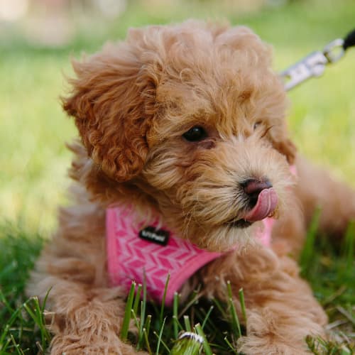 Maltipoo puppy in a harness
