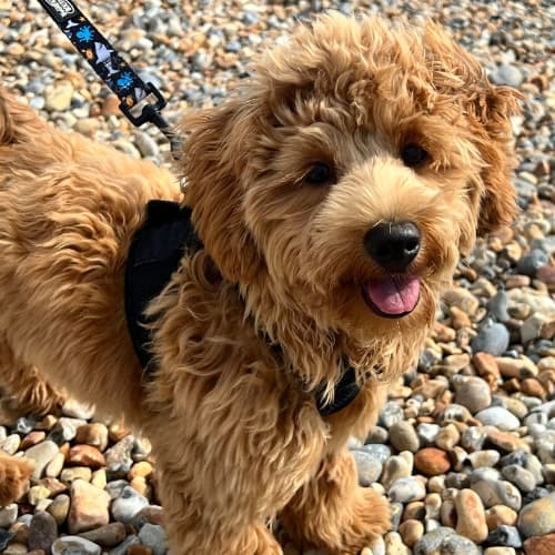 Maltipoo on the beach