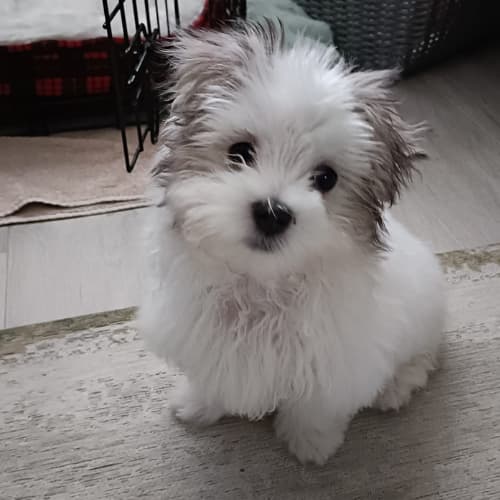Maltipoo puppy